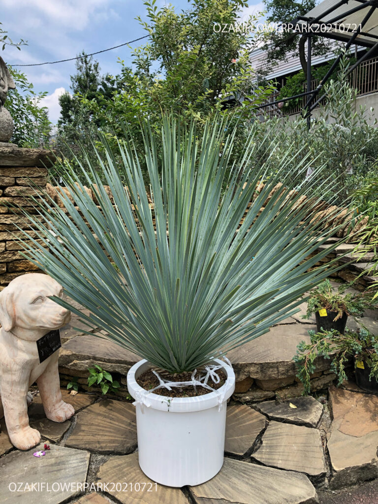 1F|オザキドライガーデン通信vol.1 | オザキフラワーパーク | オザキ