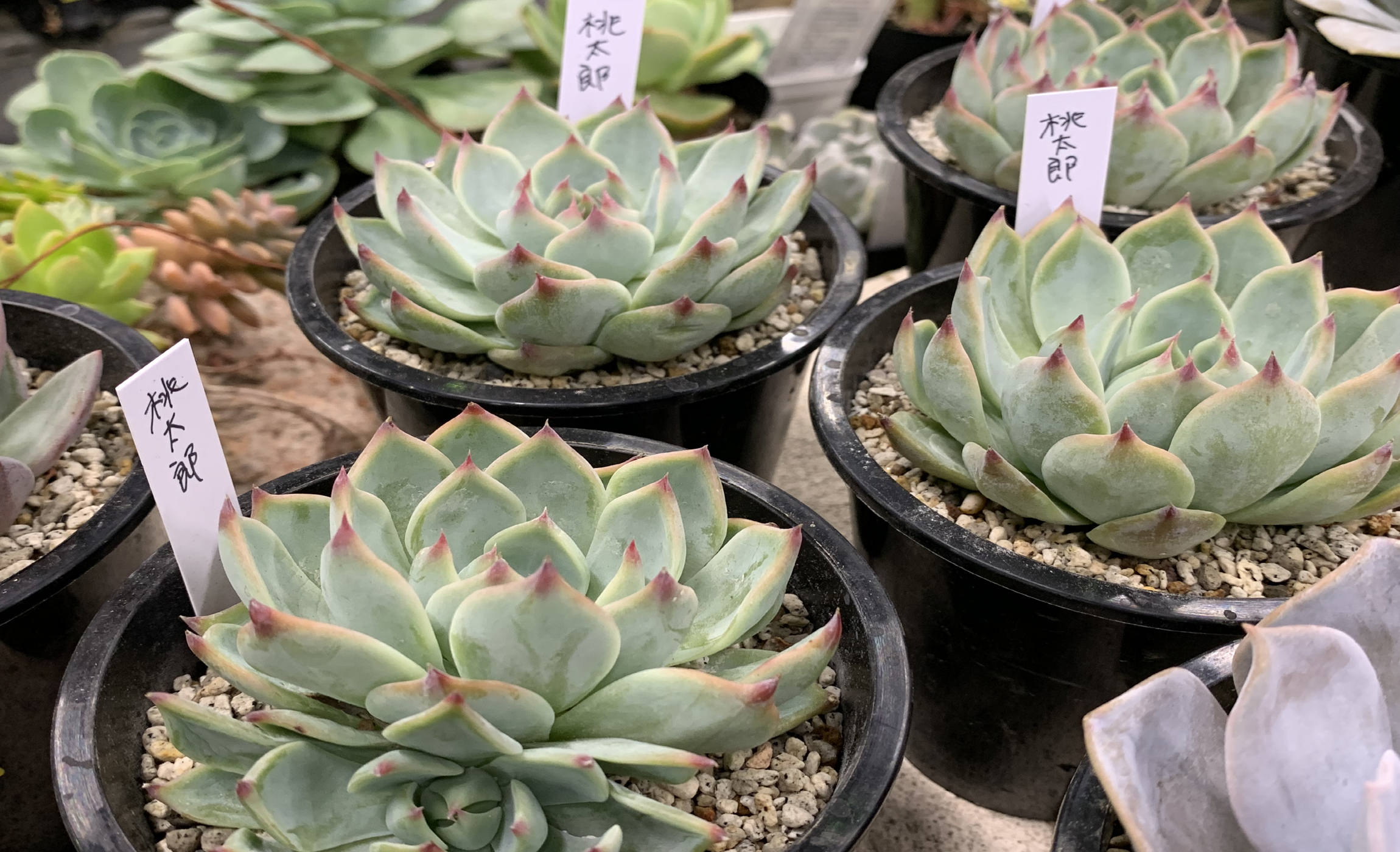 1F|～多肉補充＆セールのご案内～ | オザキフラワーパーク | オザキ