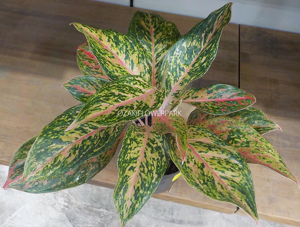 アグラオネマ（アグラオネマ・ジュエリー） | オザキフラワーパーク