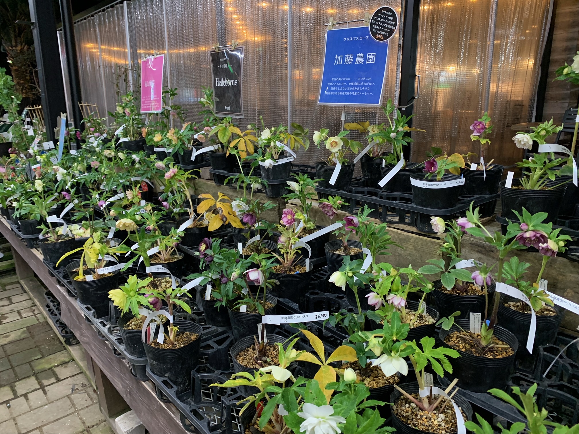 1F|クリスマスローズ ウィンターシンフォニー入荷と加藤農園補充しま