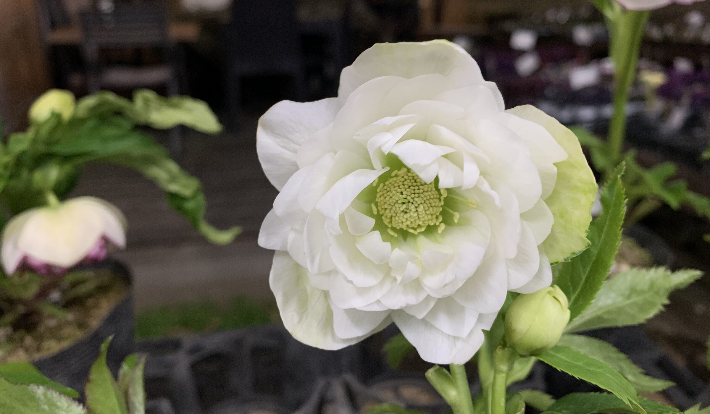 1F|クリスマスローズ入荷(若泉ファーム、野田園芸、横山園芸) | オザキ