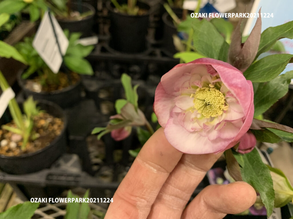 1F|クリスマスローズ ウィンターシンフォニー入荷と加藤農園補充しま