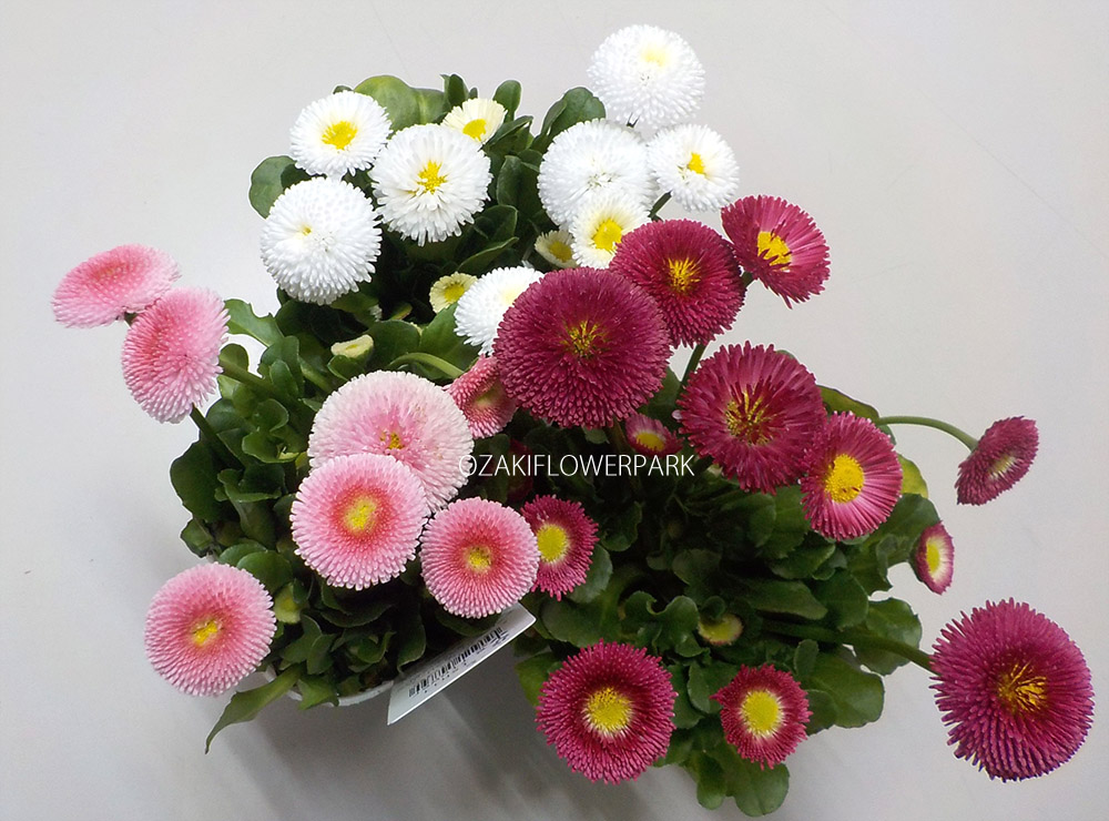 デージー（ヒナギク、雛菊） | オザキフラワーパーク | オザキフラワー