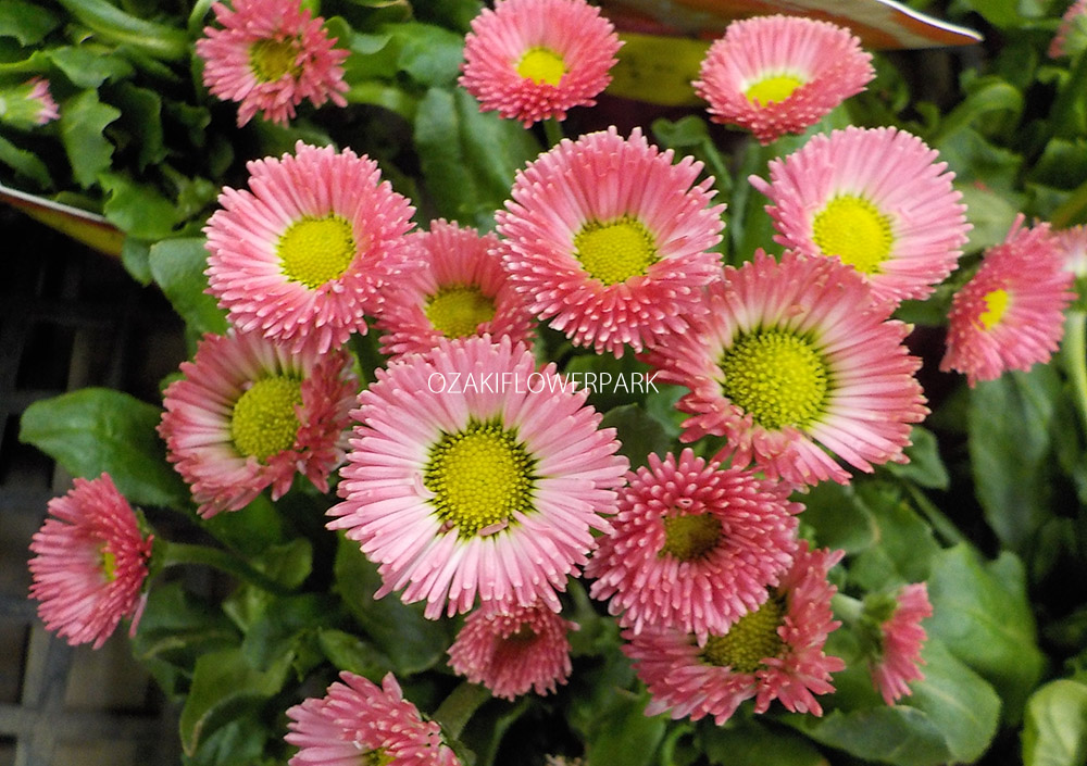 デージー（ヒナギク、雛菊） | オザキフラワーパーク | オザキフラワー