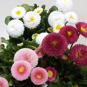 デージー（ヒナギク、雛菊） | オザキフラワーパーク | オザキフラワー
