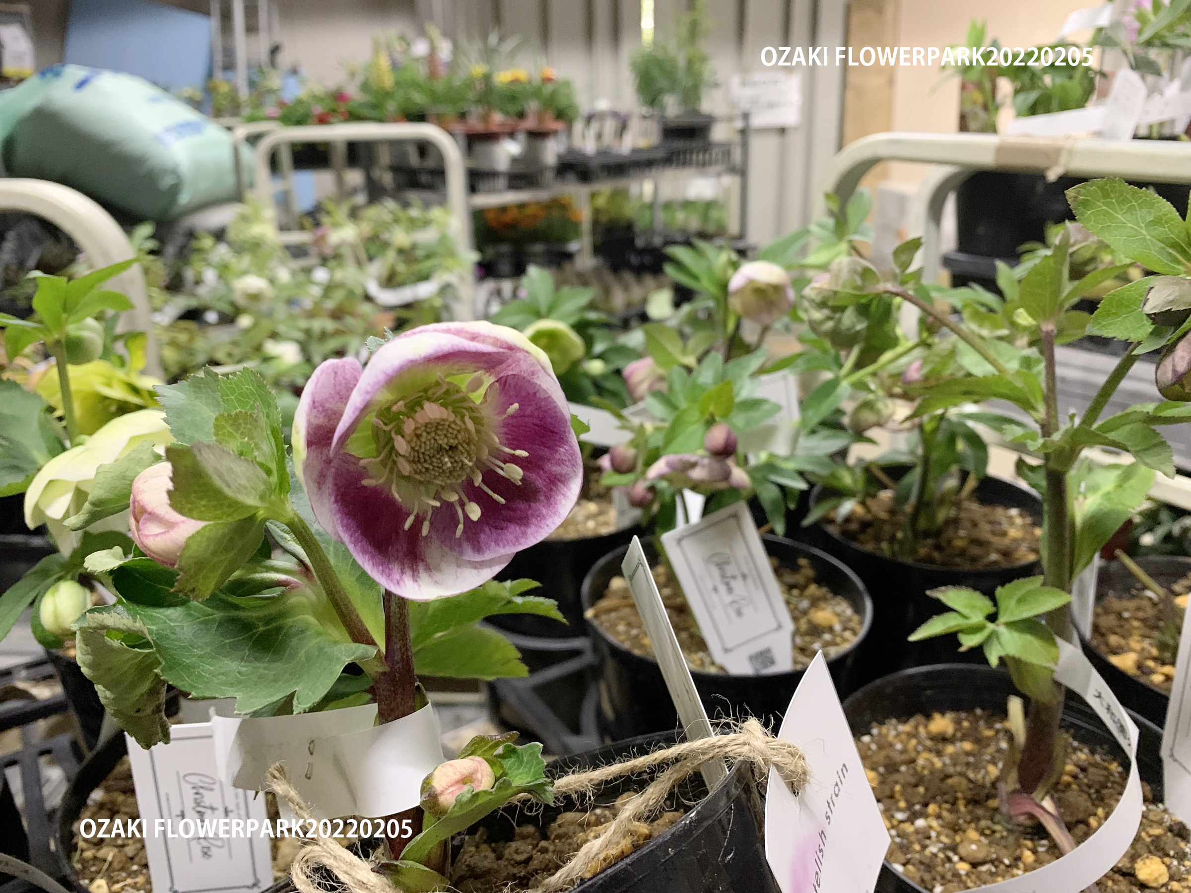 1F|クリスマスローズ入荷情報です！ | オザキフラワーパーク | オザキ