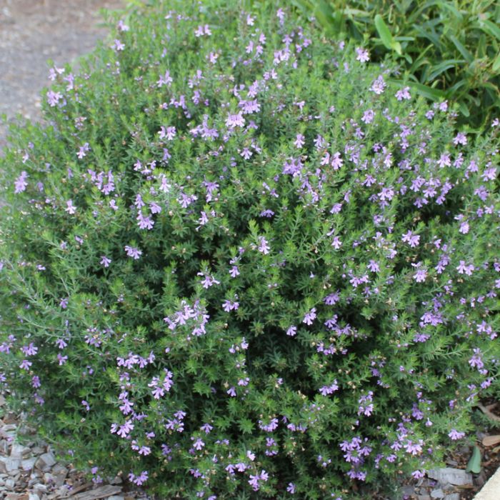 ウエストリンギア（オーストラリアンローズマリー） | オザキフラワー