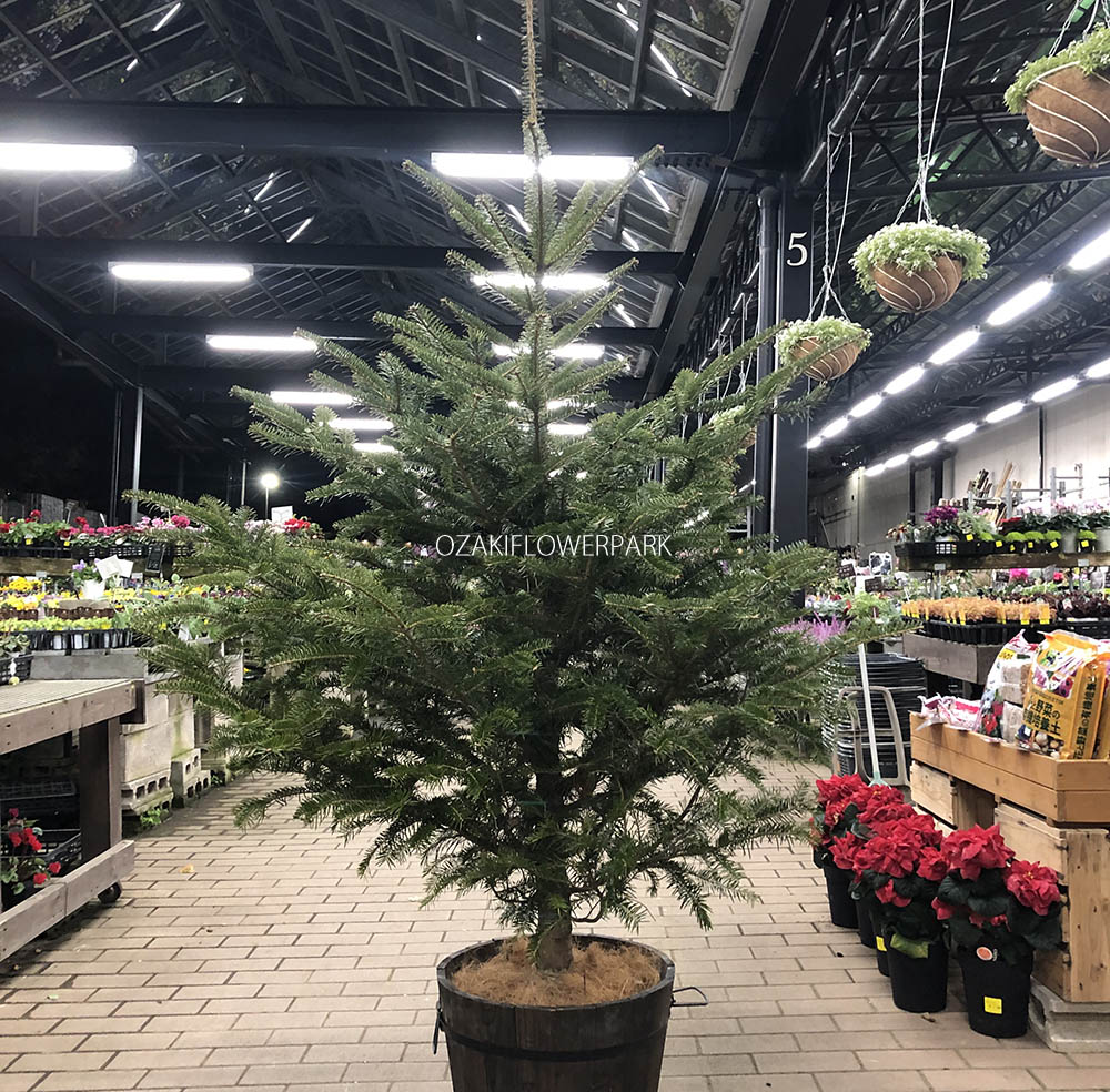 モミの木（モミノキ） | オザキフラワーパーク | オザキフラワーパーク