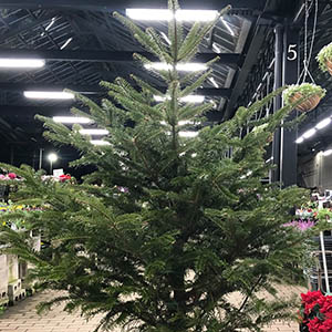 モミの木（モミノキ） | オザキフラワーパーク | オザキフラワーパーク