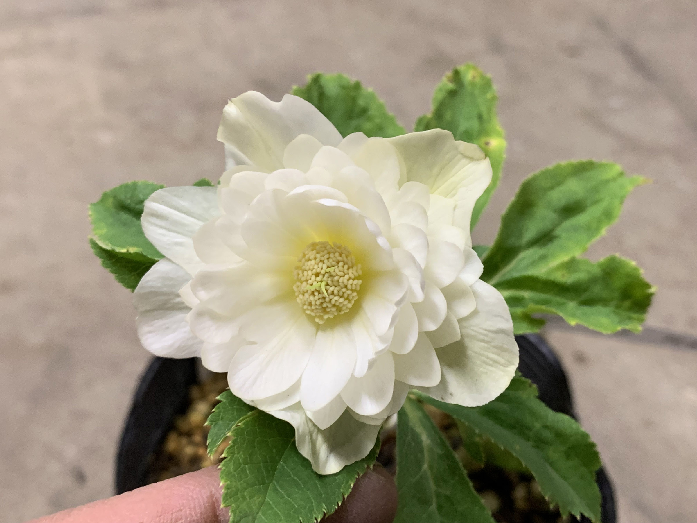 1F|クリスマスローズ追加(加藤農園 千重咲きモーリー!!) | オザキ