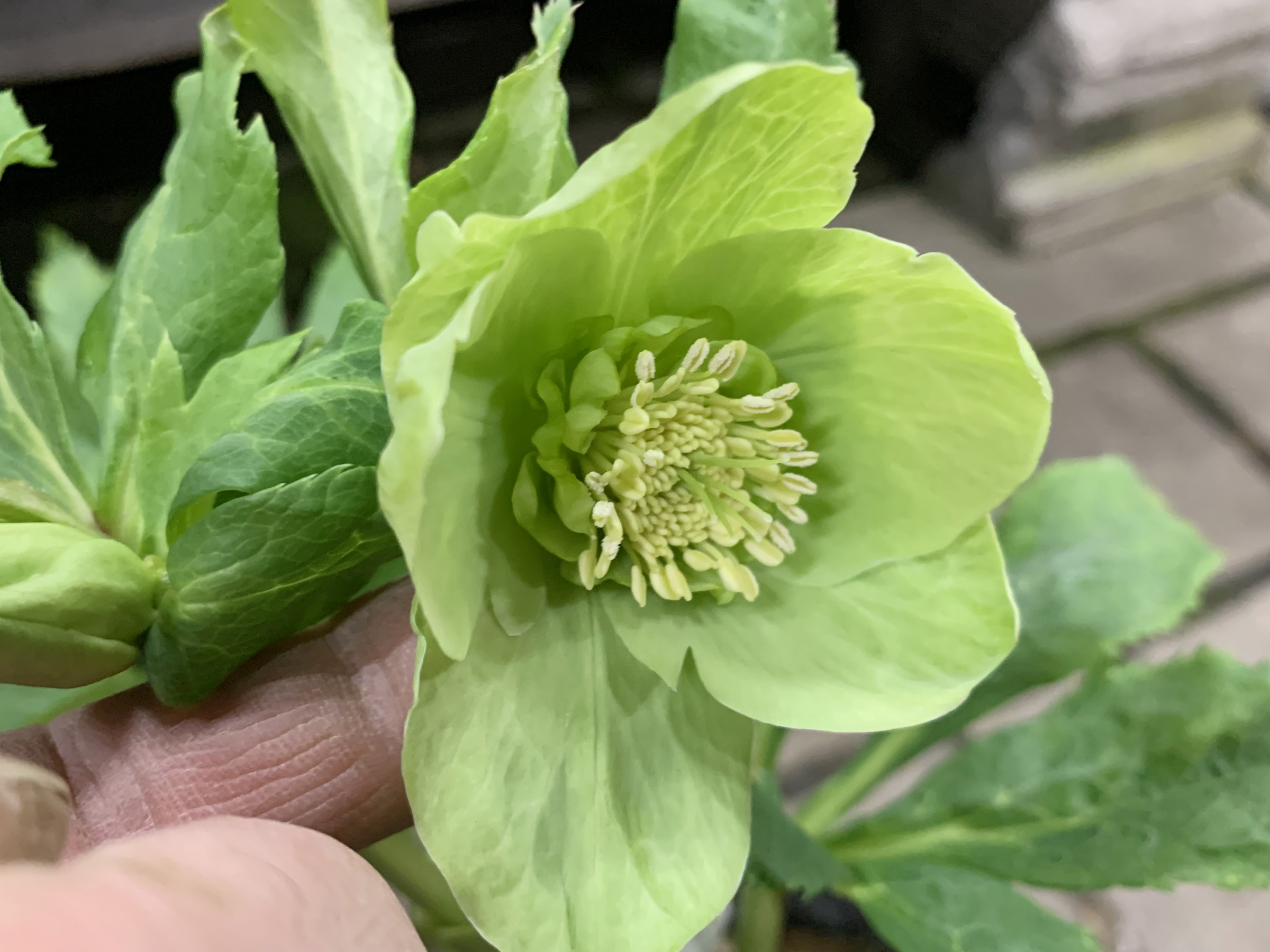 1F|クリスマスローズ入荷!(若泉ファーム) | オザキフラワーパーク