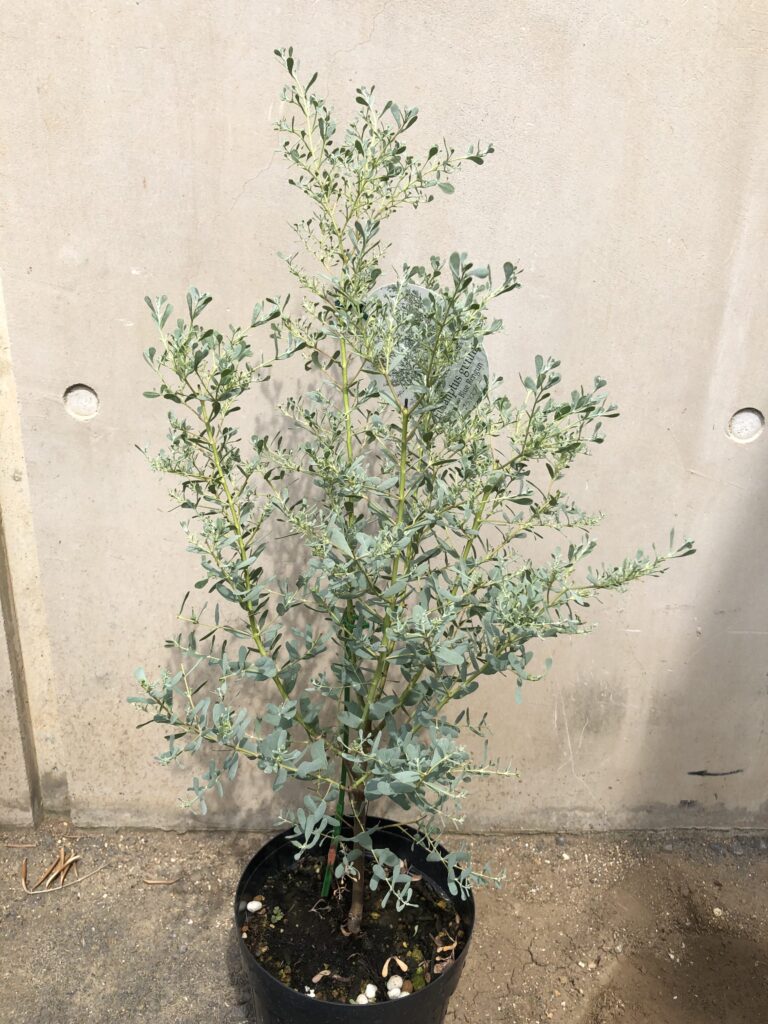 ユーカリ「France Blue Rengun」 再入荷！ | オザキフラワーパーク