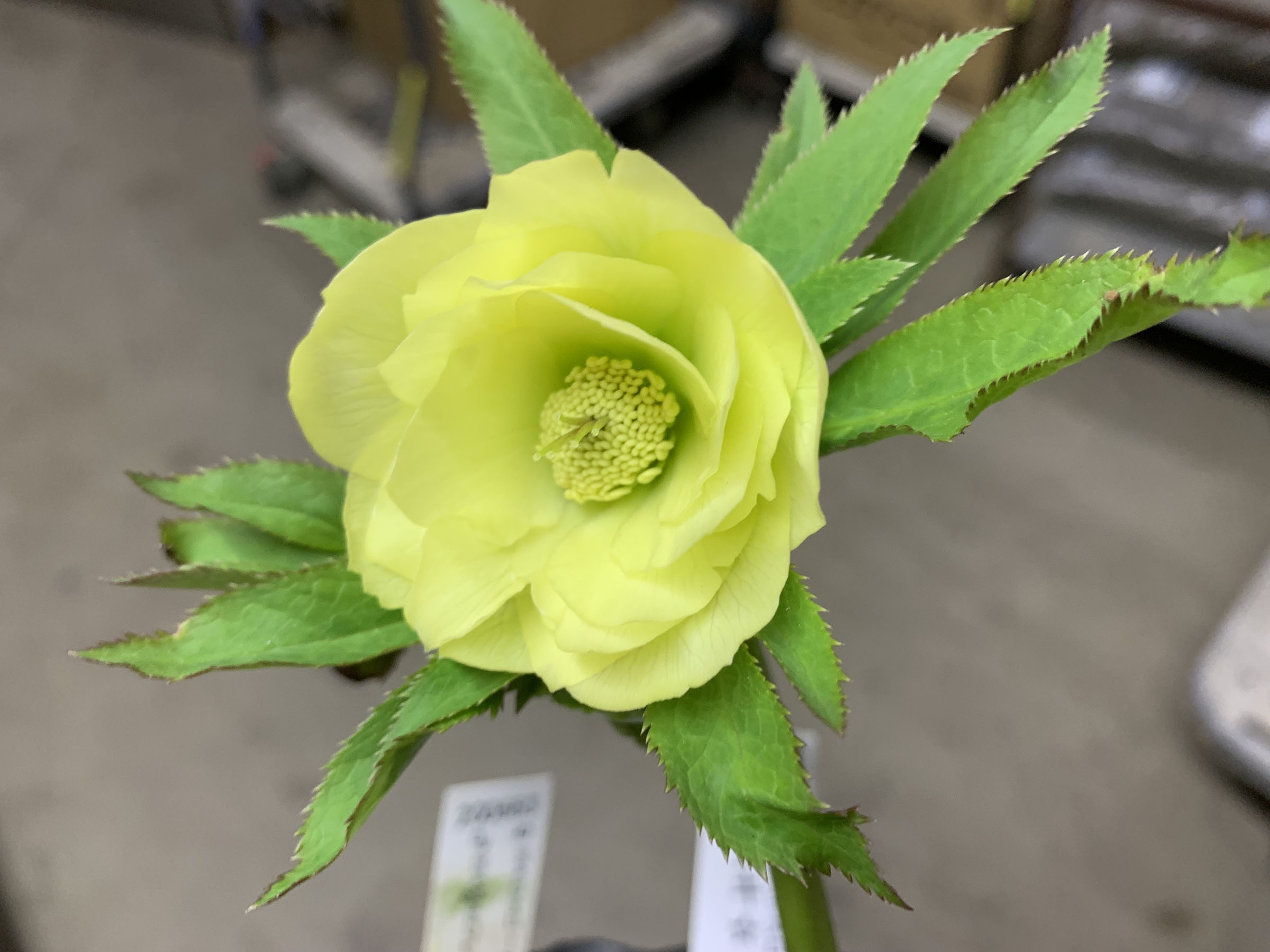 1F|入荷商品ピックアップ(ｸﾘｽﾏｽﾛｰｽﾞ、草花)＋オンラインショップ情報