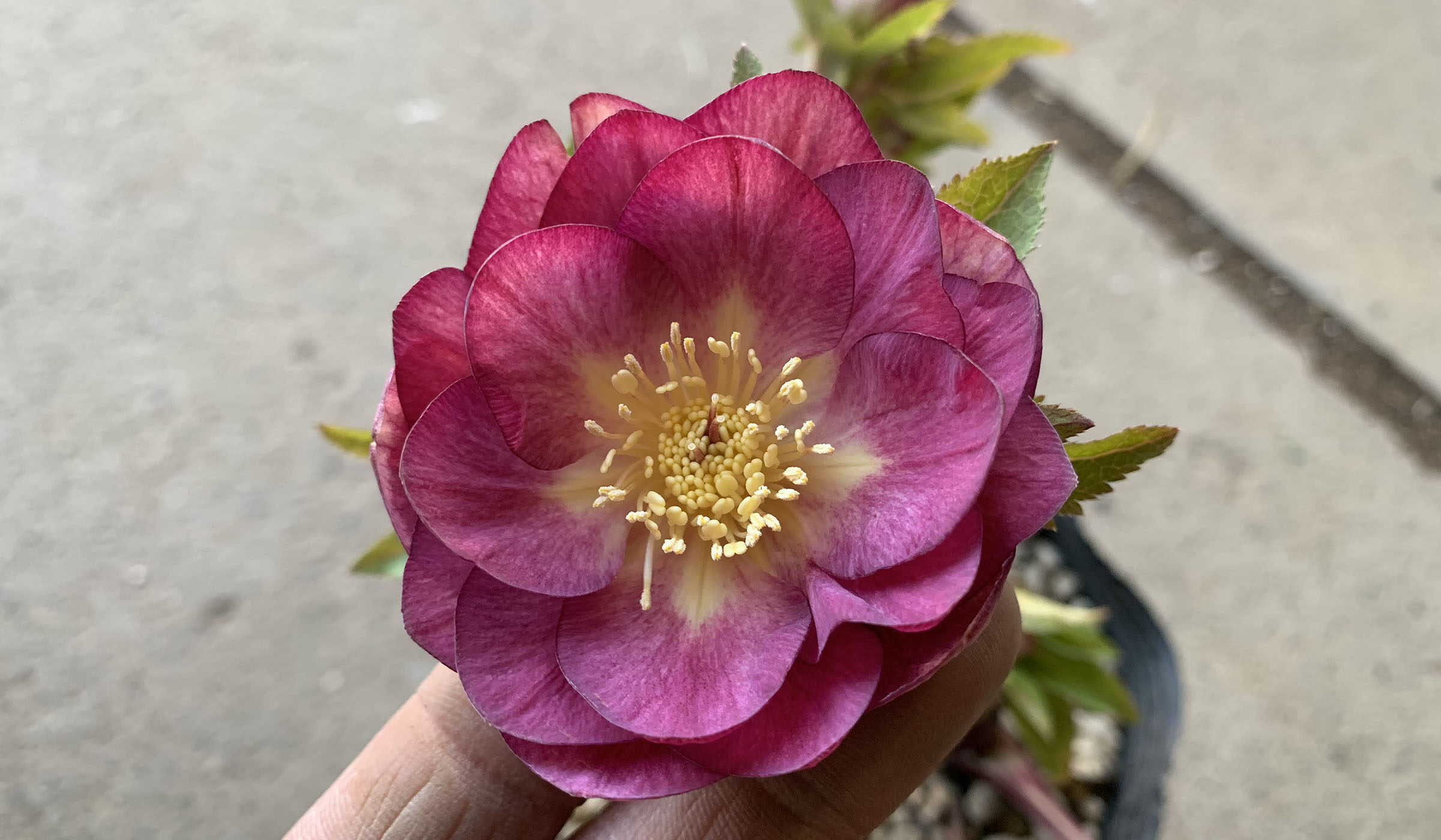 クリスマスローズ キラメキ クリスマスローズ開花株298の キラメキ