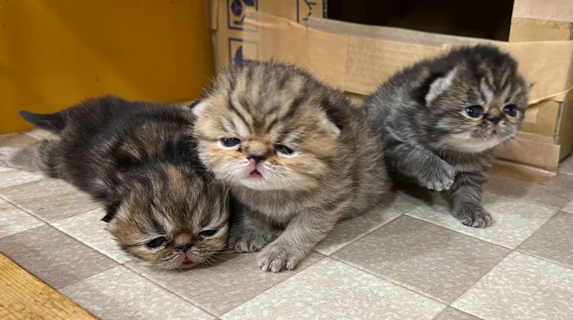 福岡）エキゾチックの子猫が産まれました！（出産日記、その3