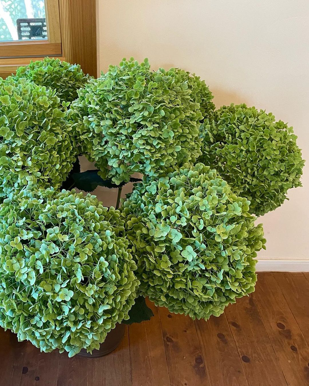 グリーンアナベルの出荷が始まりました♬ | かたしないろ｜片品村観光