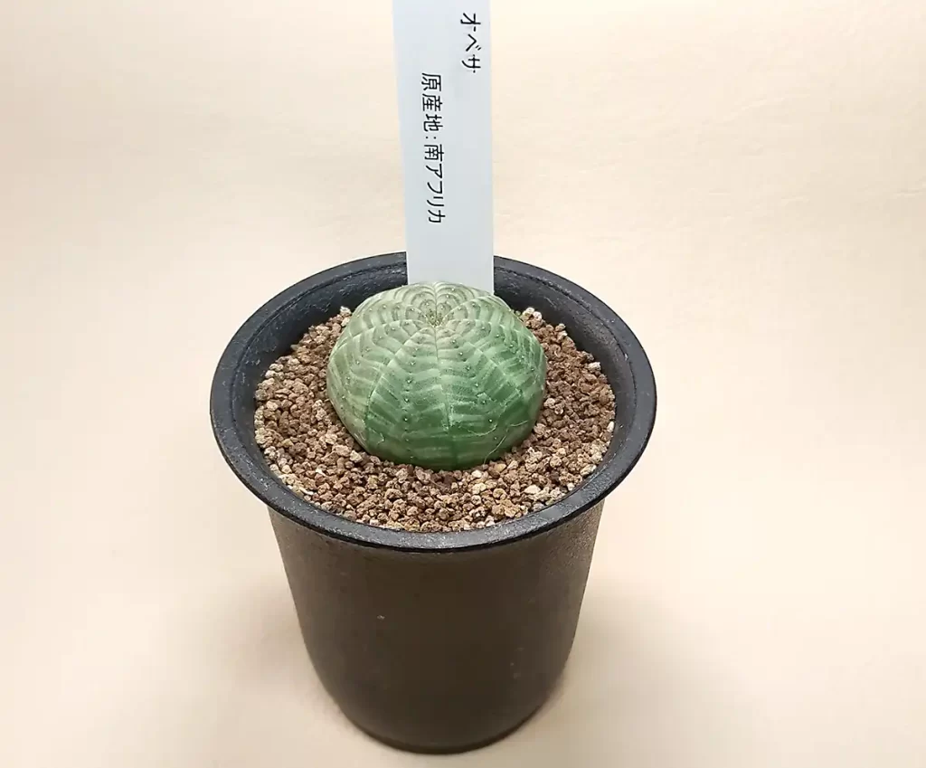 ユーフォルビア オベサ実生株の成長記録 | アガベの成長をただ記録する