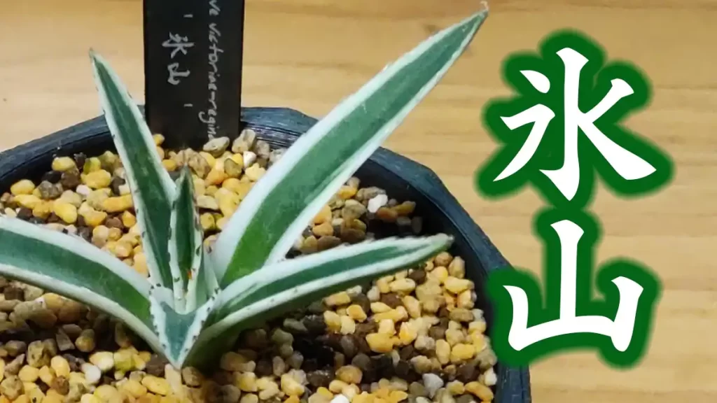 アガベ・笹の雪「氷山」の購入と成長記録 | アガベの成長をただ記録