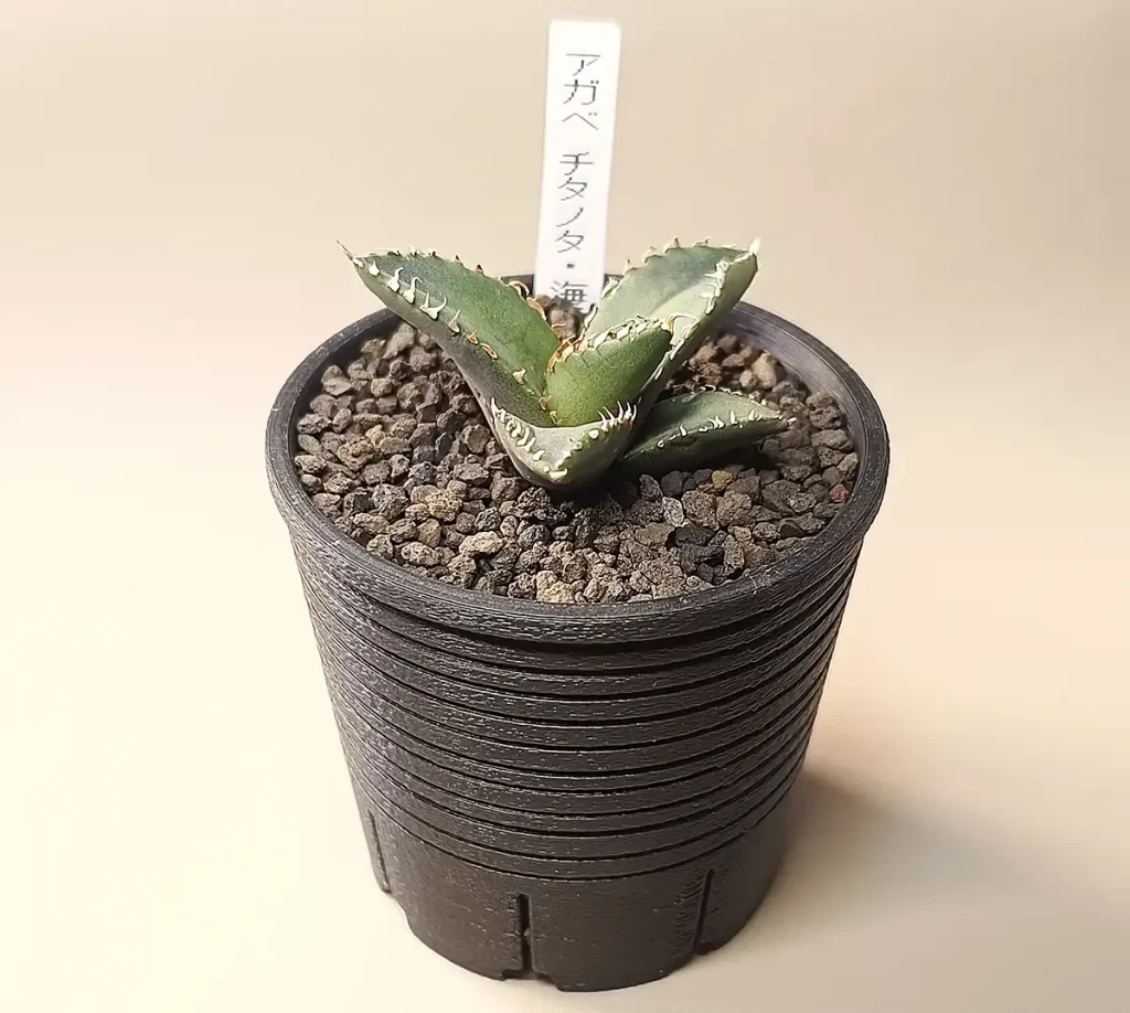 アガベ チタノタ「海王」購入と成長記録 | アガベの成長をただ記録する