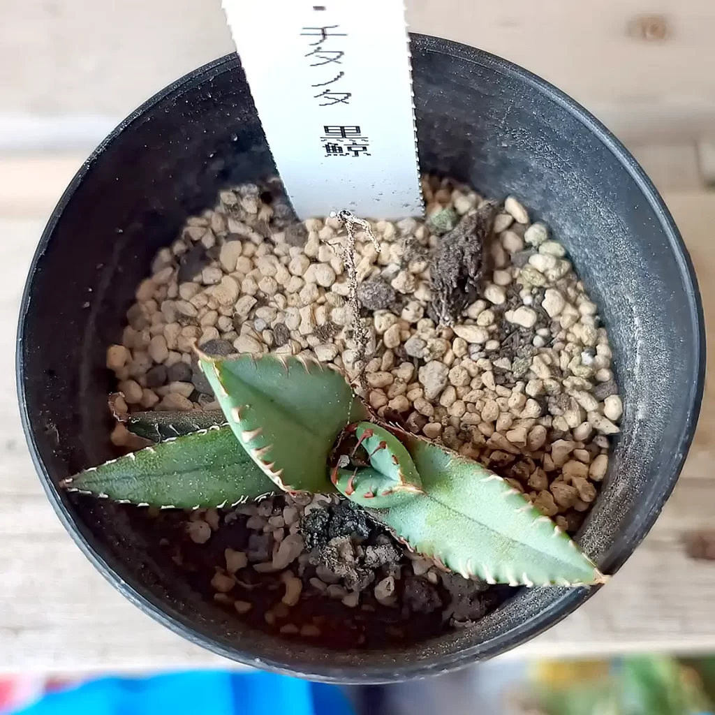 アガベ・チタノタ「黒鯨」購入と成長記録 | アガベの成長をただ記録