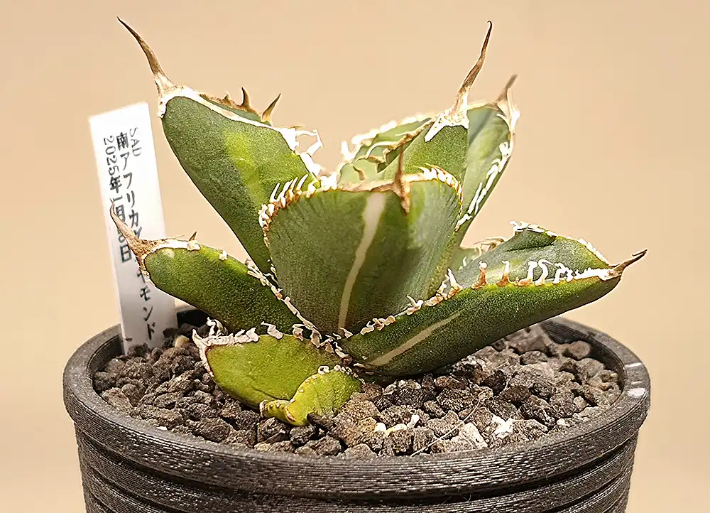アガベ チタノタ「SAD・南アフリカダイヤモンド」購入と成長記録