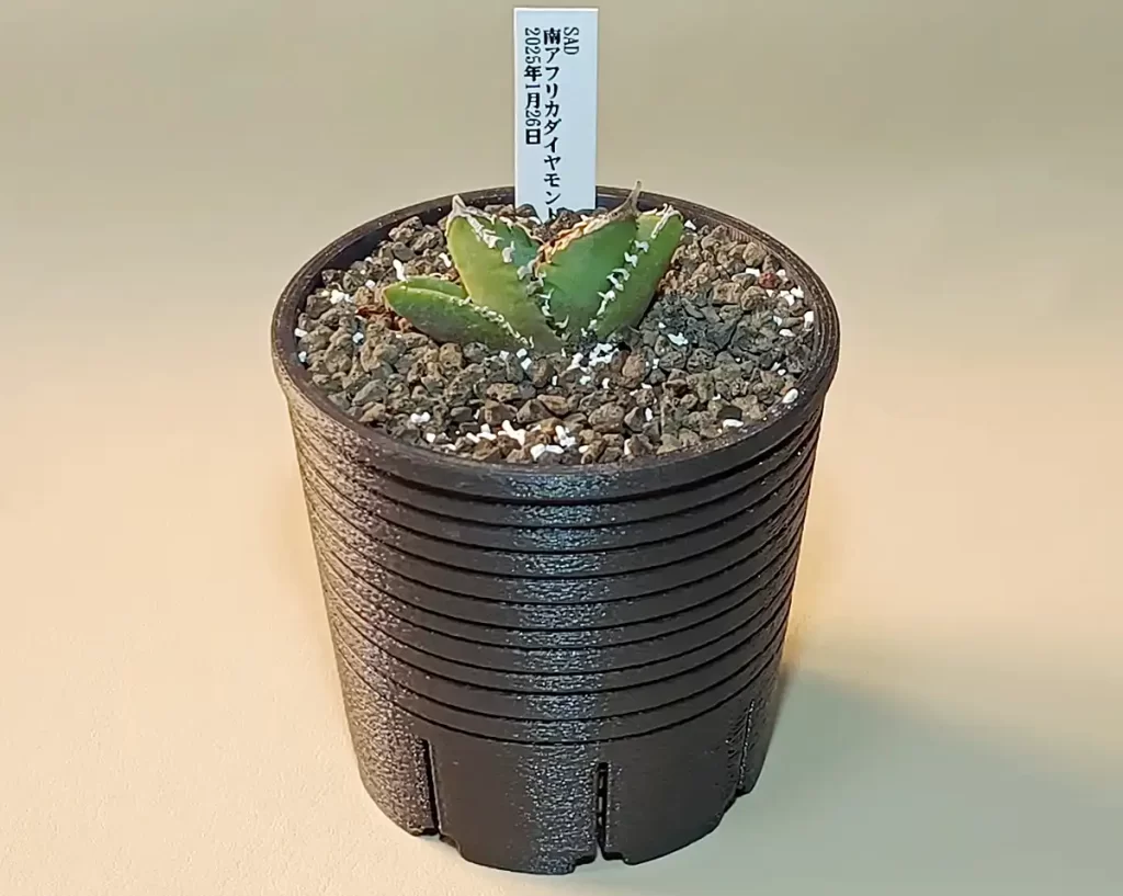 アガベ チタノタ「SAD・南アフリカダイヤモンド」購入と成長記録