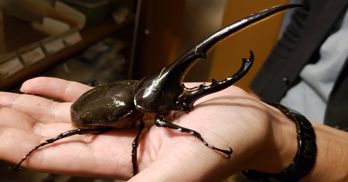 飼育初心者でも安心！店内もオシャレなクワガタ・カブトムシ専門