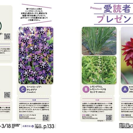 クリスマスローズの原種（H.ムルチフィダス・ヘルツェゴヴィヌス