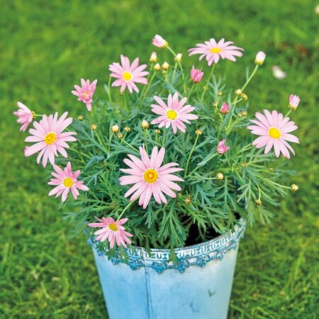 旧ソフロニティス属4種｜園芸日記byこんちゃん｜みんなの趣味の園芸