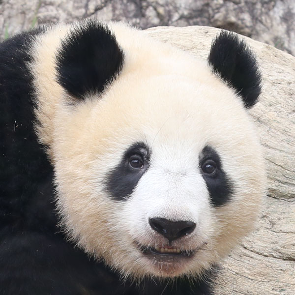 パンダ自身」公式サイト | 光文社のパンダ専門誌 | panda.jisin.jp