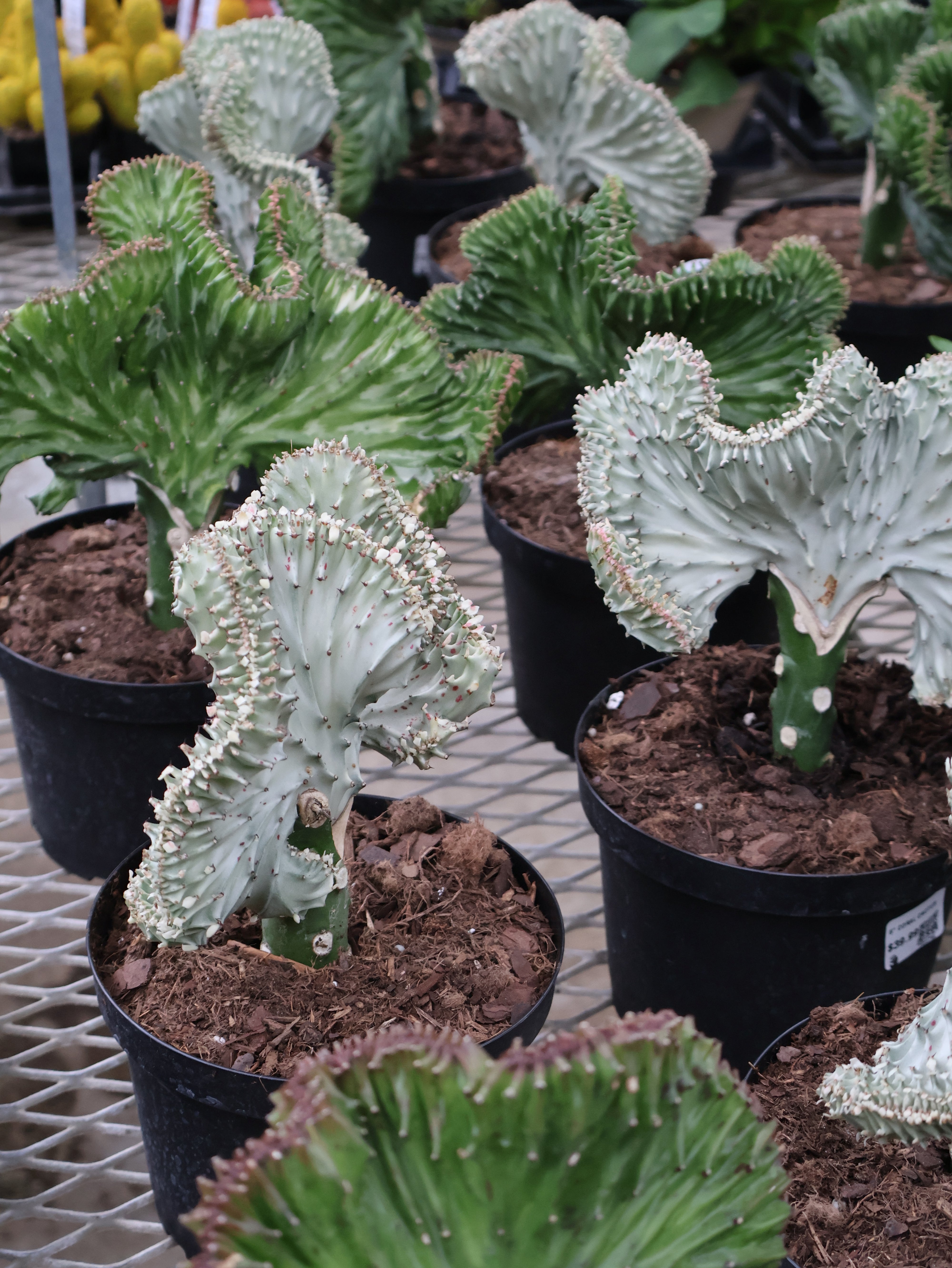 IMG_0311.jpg?v=1735062658&