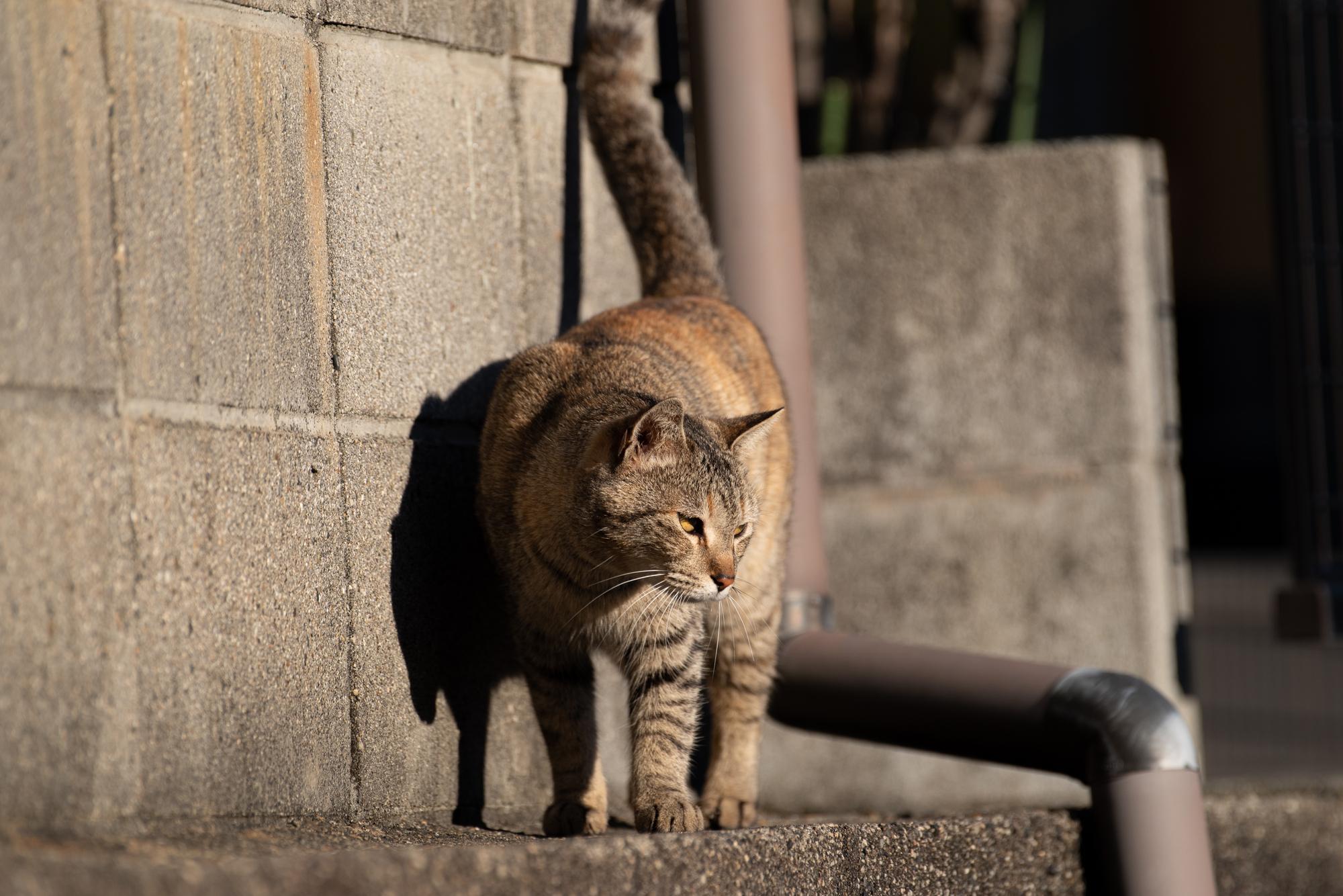 獣医師監修】猫のしっぽが表す気持ちをパターン別に詳しく解説