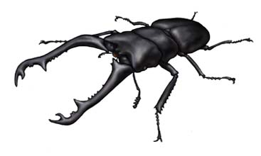 ギラファノコギリクワガタ・川崎悟司イラスト集