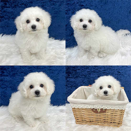 子犬情報 - 大阪店：ぱぴぷぺっと