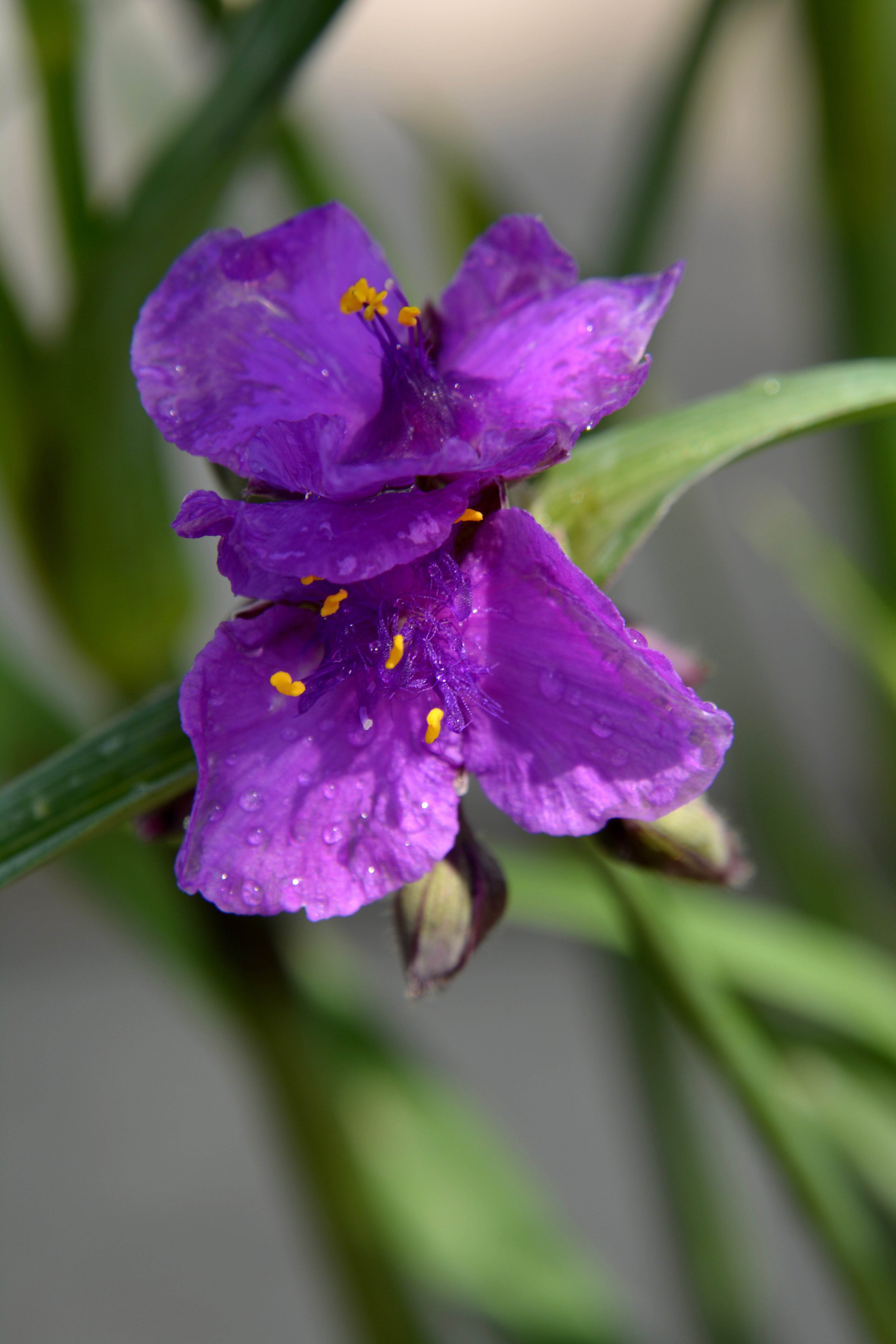 Spiderwort/ Spider Lily 'Concord Grape' (Tradescantia) – Passiglia