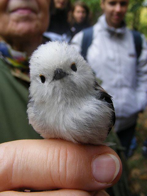 手乗りシマエナガさん。人間になれてます☆次、代わって頂きたいwww