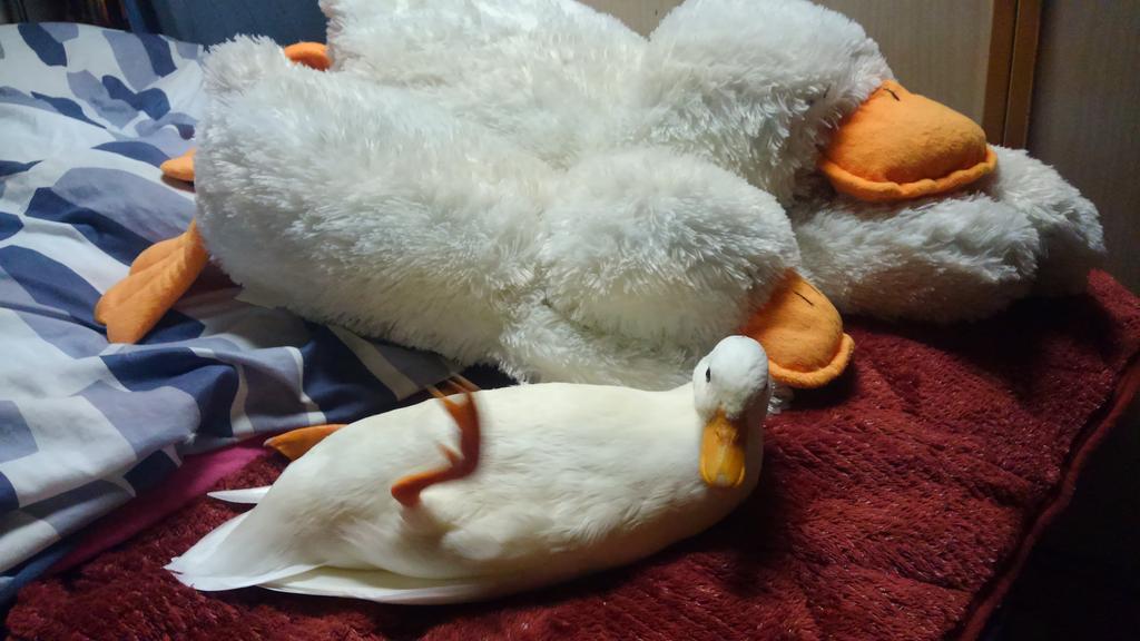 アヒルの抱き枕。 #コールダック #ニトリ