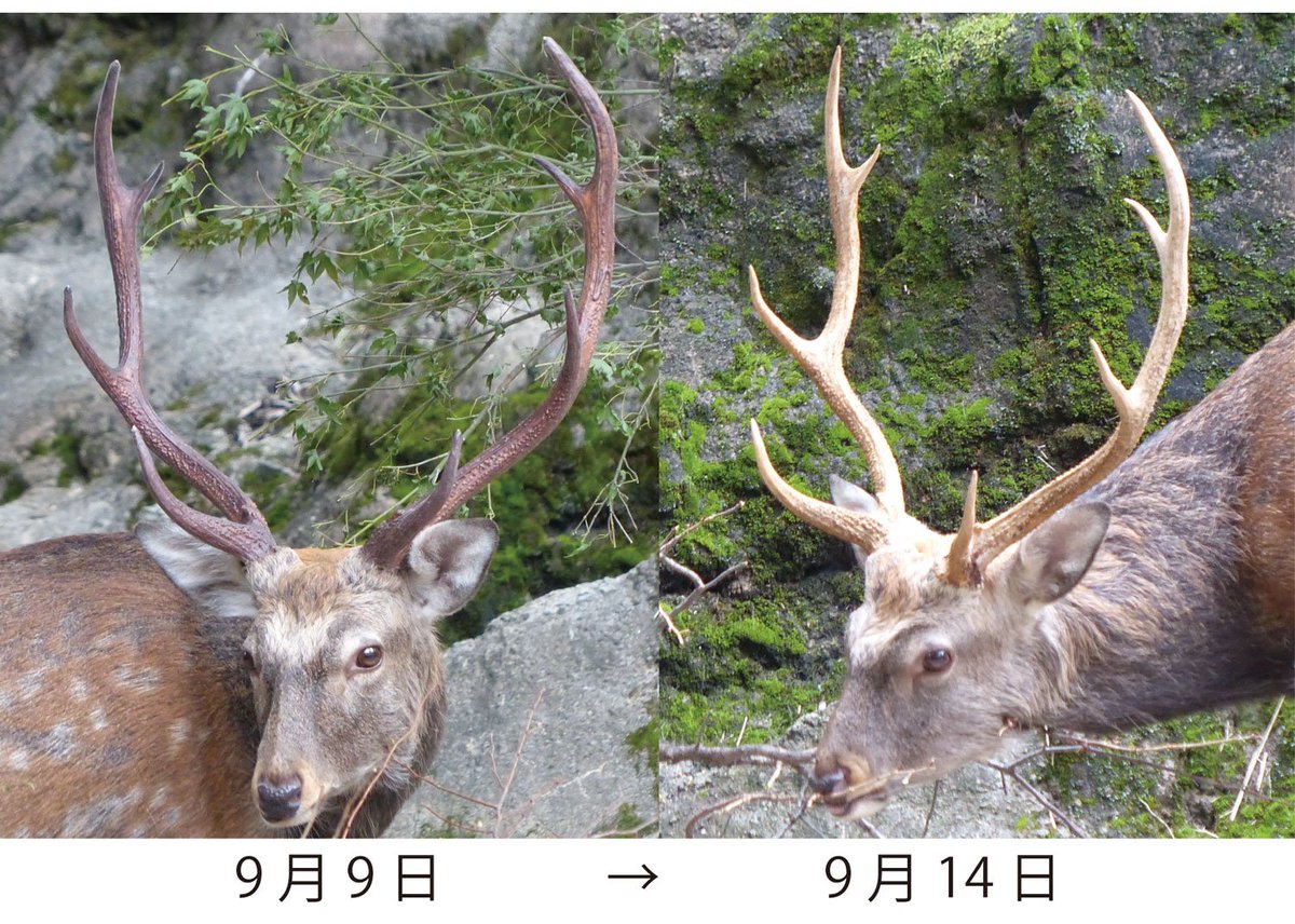 毎年生え変わるエゾシカの角、ついに今年の角が完成しました。皮ふに覆