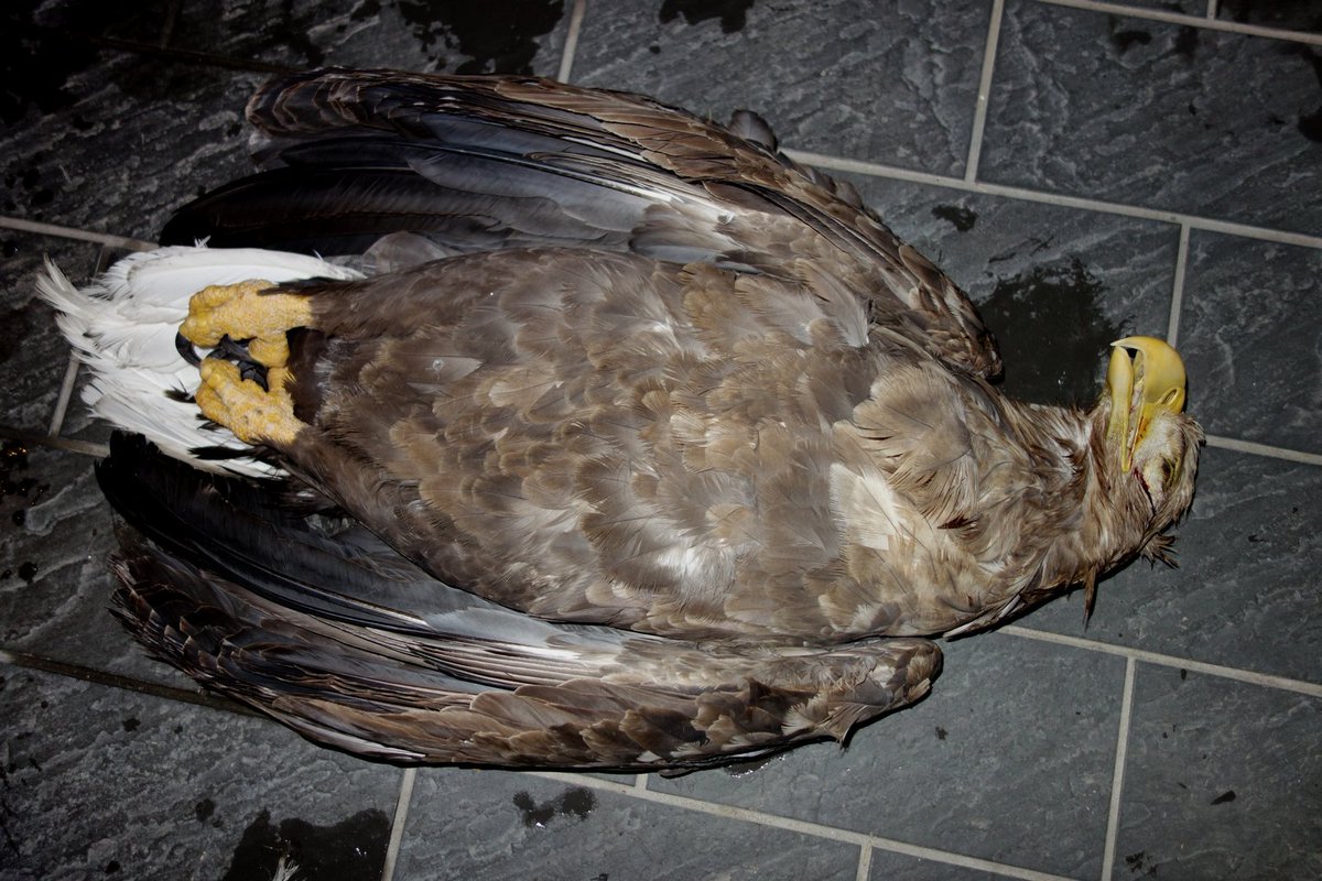 一昨日、十勝で列車事故に遭ったオジロワシが冷たくなってやってきた