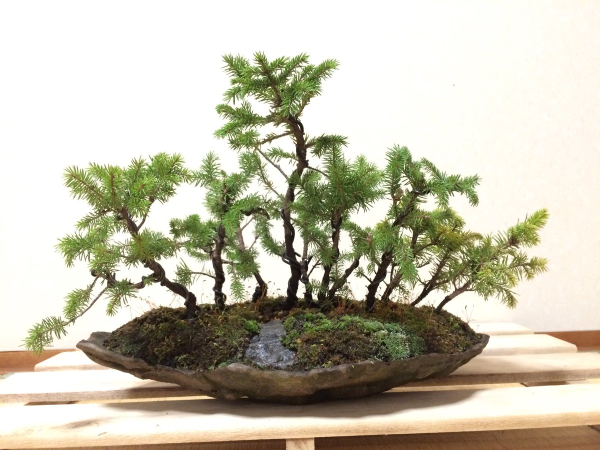 週末に蝦夷松を寄せ直しました。 元は8本の寄せ植えでしたが、上野GCで