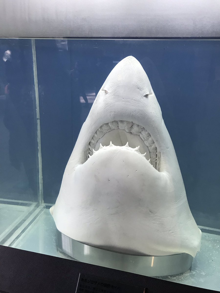 ホルマリン漬けなど動物の死骸または標本に耐性がない方は画像の閲覧を