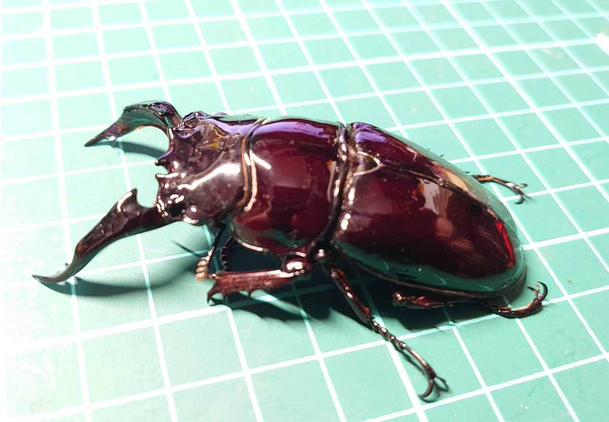 レギウスオオツヤクワガタ 赤レギ～75mm羽化してから1ヶ月経過です