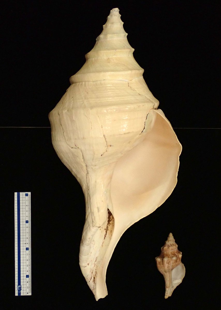 今回ご紹介する資料は、世界最大の巻貝「アラフラオオニシ」です