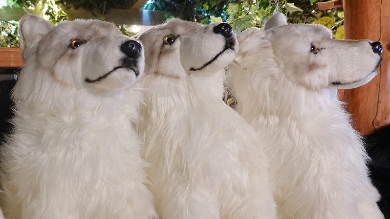 NEW ✨発売中～ホッキョクオオカミぬいぐるみOriginal。サイズは