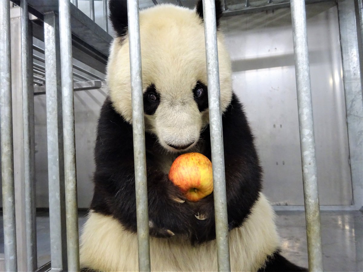 毎日トレーニングを頑張ってくれているタンタンへ特別にリンゴを丸ごと