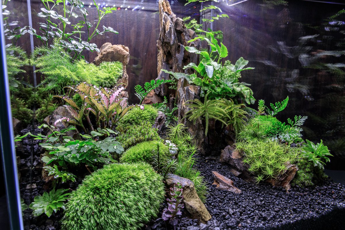 苔テラリウムで箱庭をつくってみた♪ 今回は30㎝のキューブ水槽。 気孔