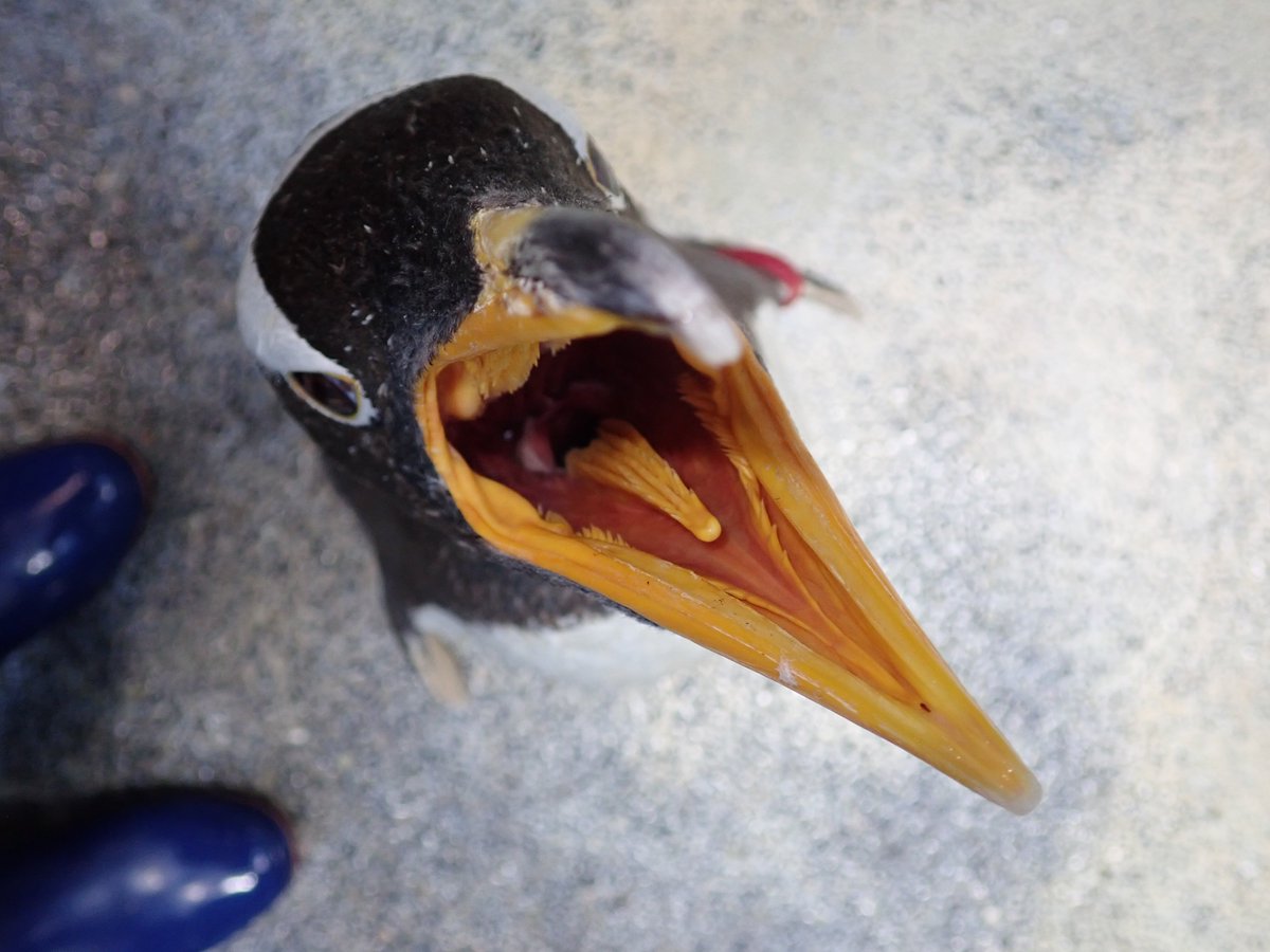 EIwNHWAU8AATIv6.jpg?format=jpg