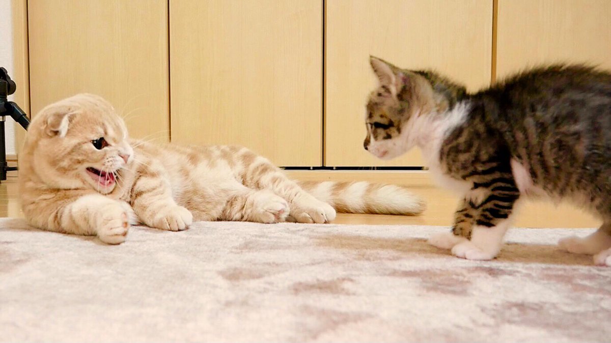 ねおの猫😺短足マンチカンよちひこ (@cat_yochihiko) / Posts / X