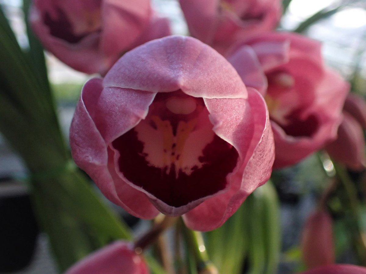 Cymbidium 'Appelbol' シンビジウム ”アップルボール” 紫紅色にコロン