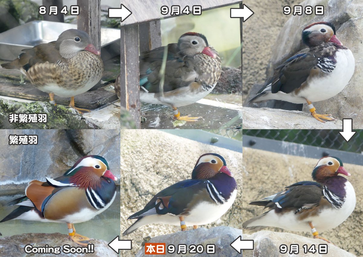 今季も華麗に変身中！ #オシドリ（オス） #換羽 #非繁殖羽から繁殖羽へ